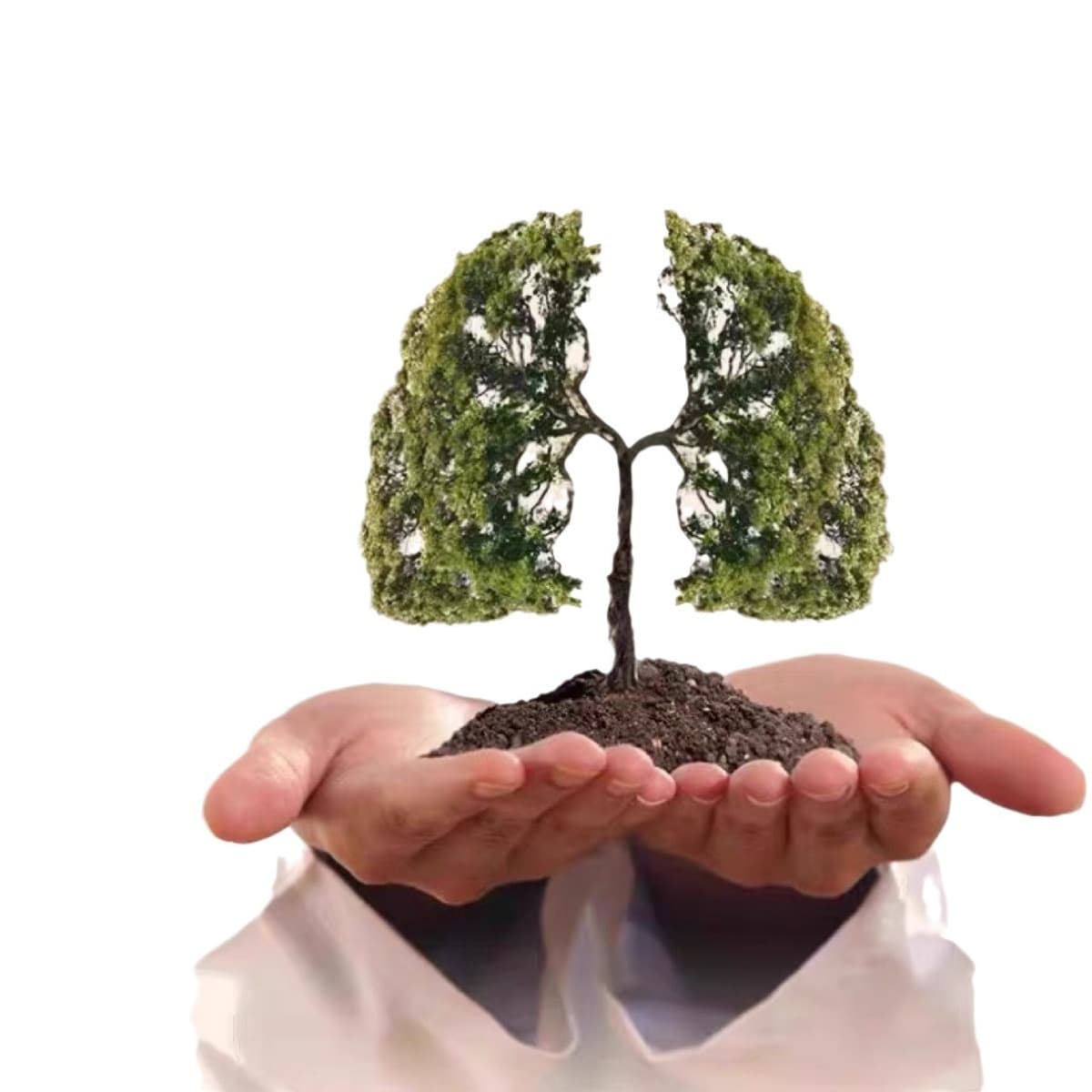 Напиток с начала осени Сидней Рис Южный абрикос Полигонат Комбинация Аденофора Полигонат Рис Миндаль Сидней Офисный чайный...