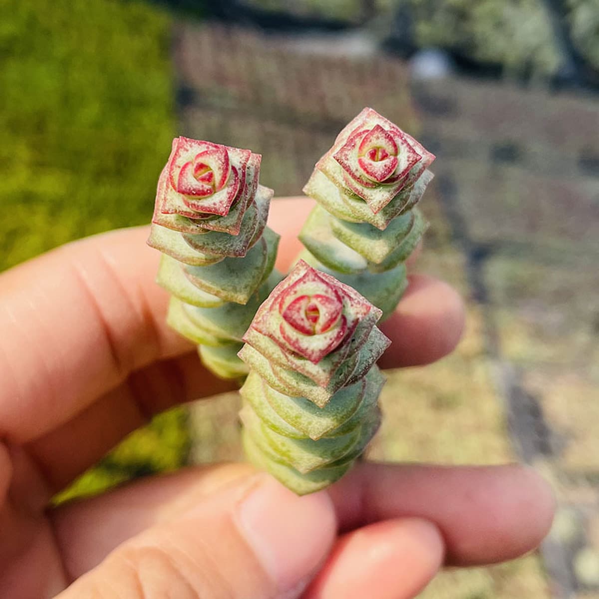 База собственного производства и продажи суккулентов оптовая продажа небольших суккулентов