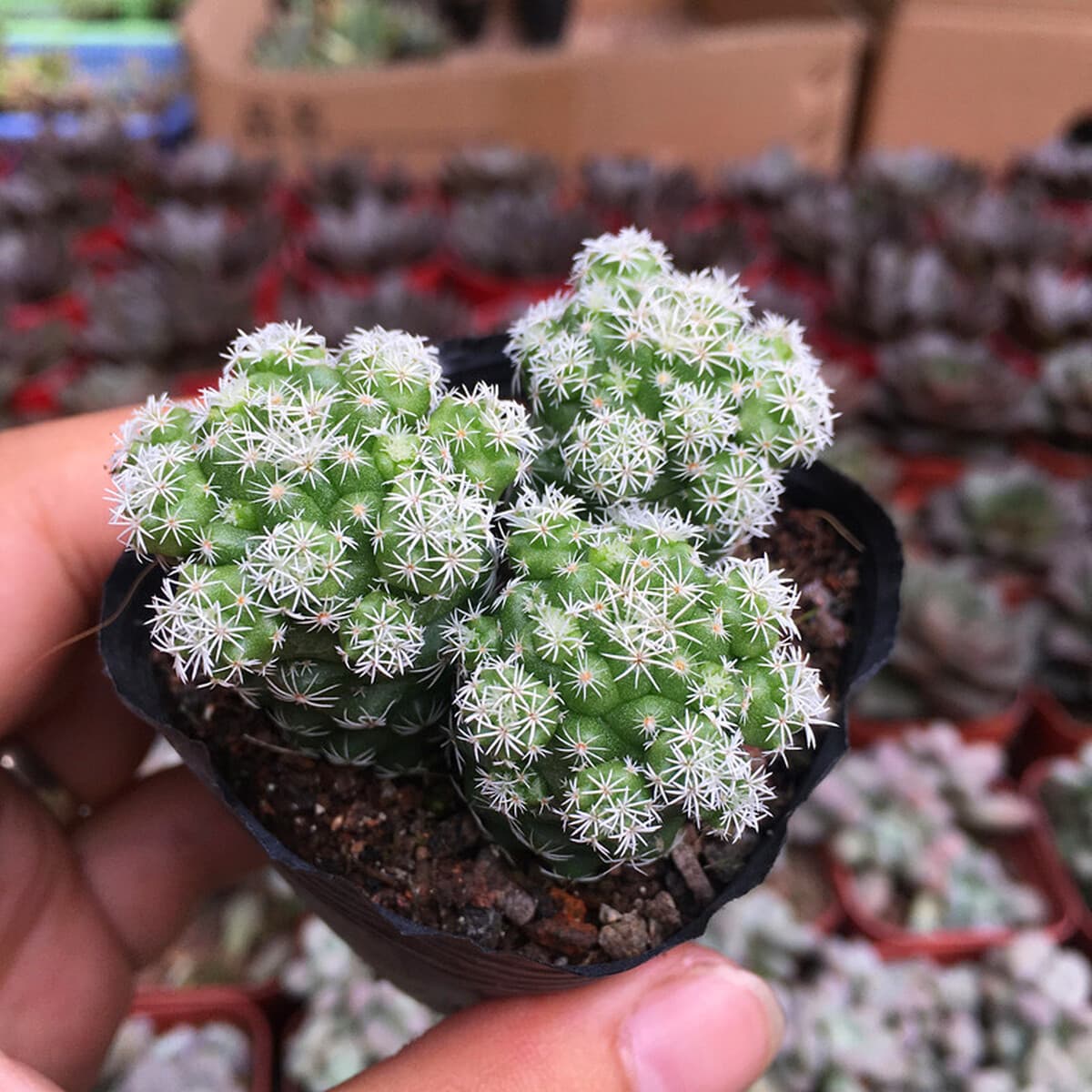 База собственного производства и продажи суккулентов оптовая продажа небольших суккулентов