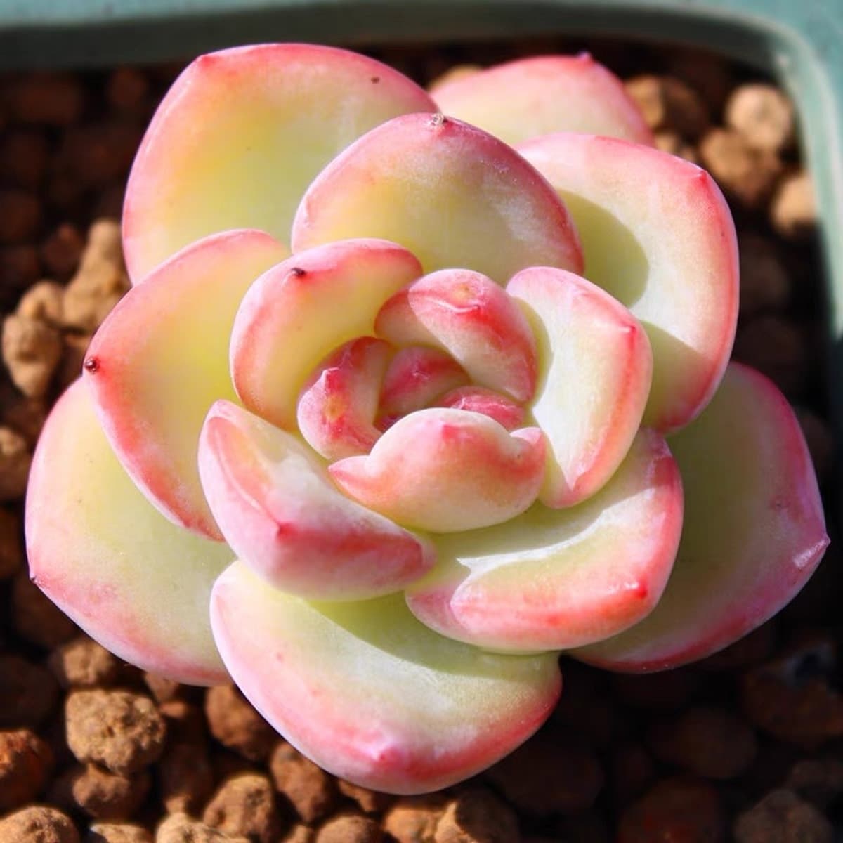 База собственного производства и продажи суккулентов оптовая продажа небольших суккулентов