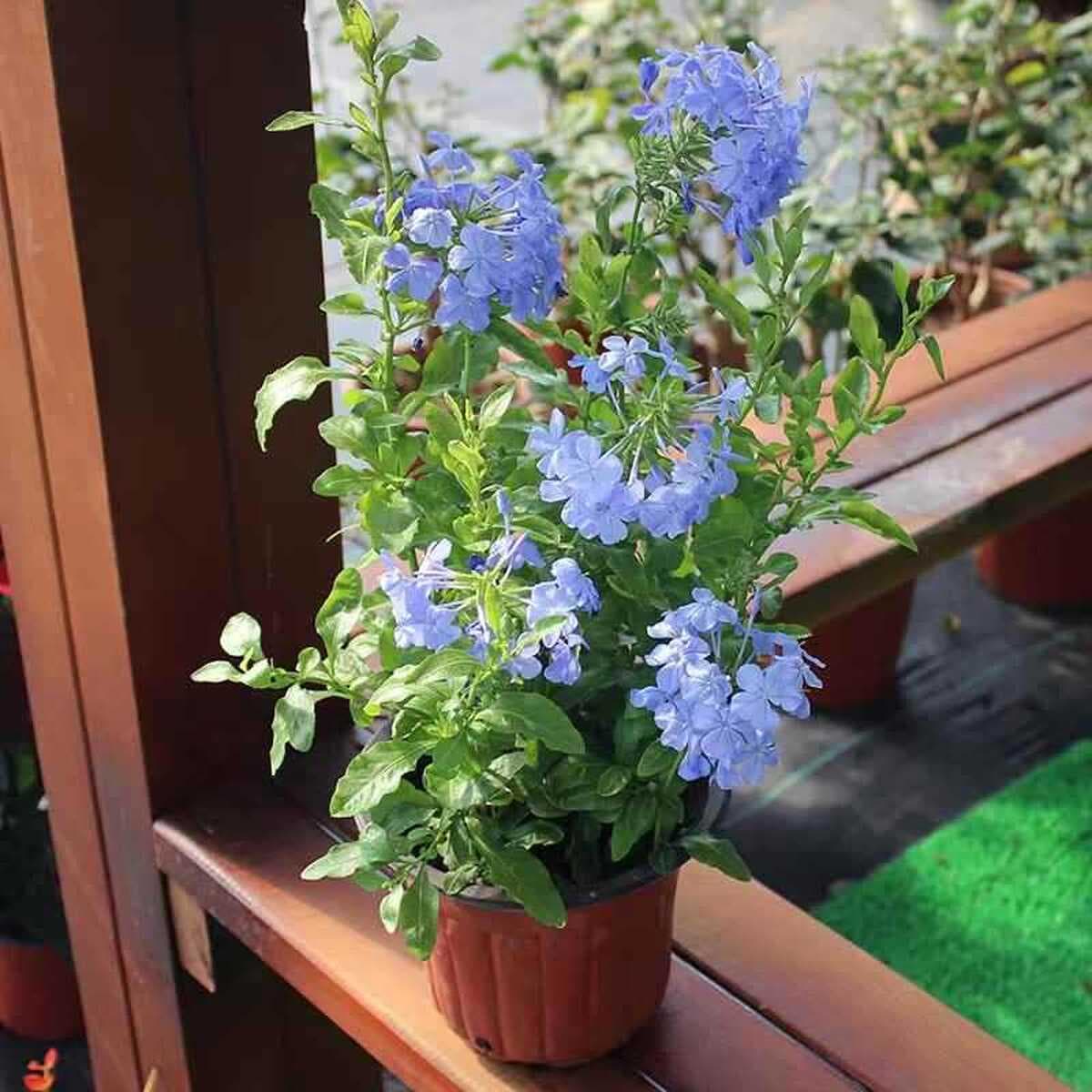 Импортированные шелковые цветы жасмина в горшках с бутонами, зеленые растения, комнатные подвесные растения, цветущие в...